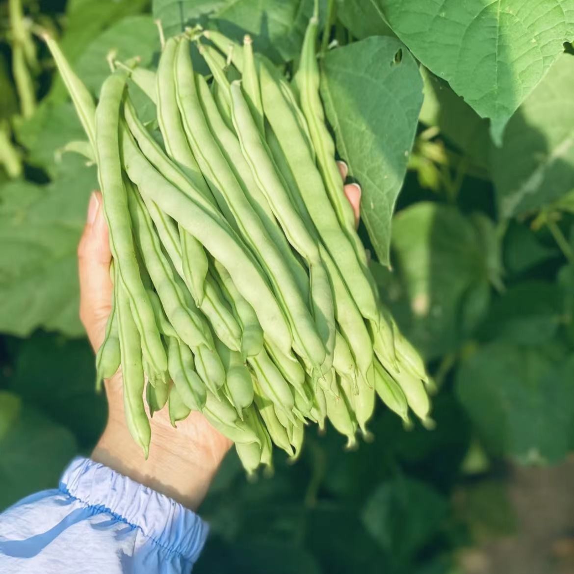 无蔓地豆王豆角种子 无蔓美玉地豆不搭架种子懒人种菜豆角种子