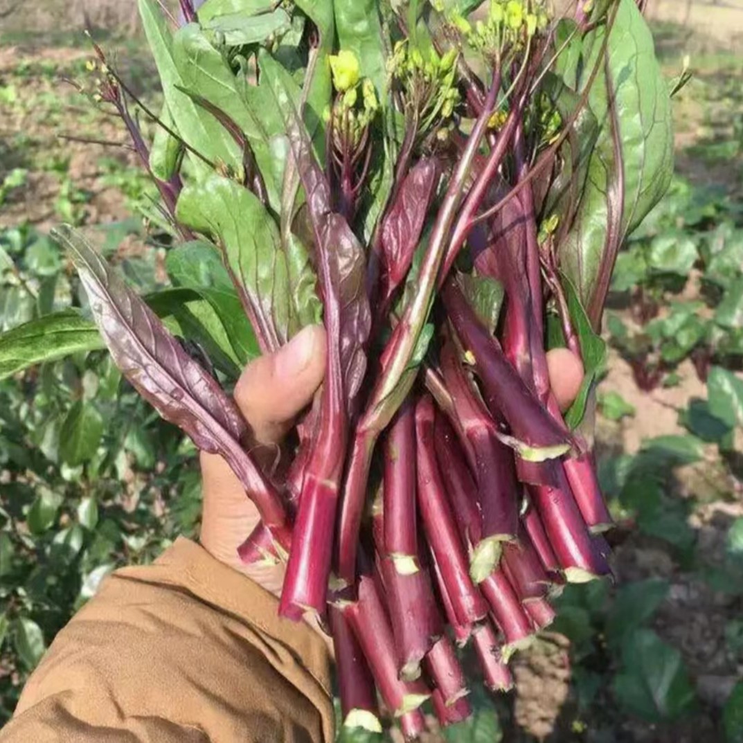 【红菜苔种子】菜苔种子红心菜蔬菜种子油菜芯籽四季种植盆栽种子