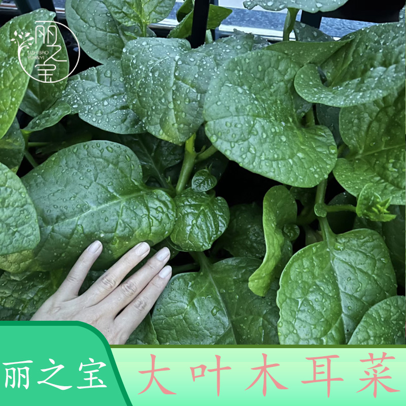 【大叶木耳菜种子】可持续采摘易活品种青菜阳台盆栽蔬菜种子种植