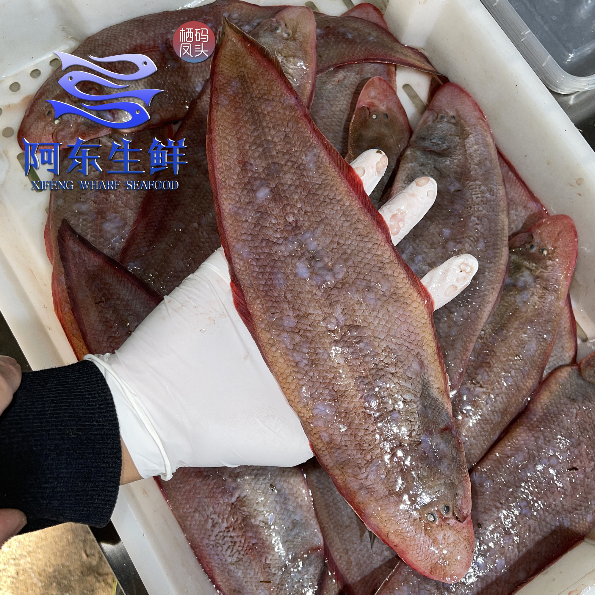 东海野生踏板鱼渔船海捕玉秃鱼龙利鱼舌头鱼现场指定重量