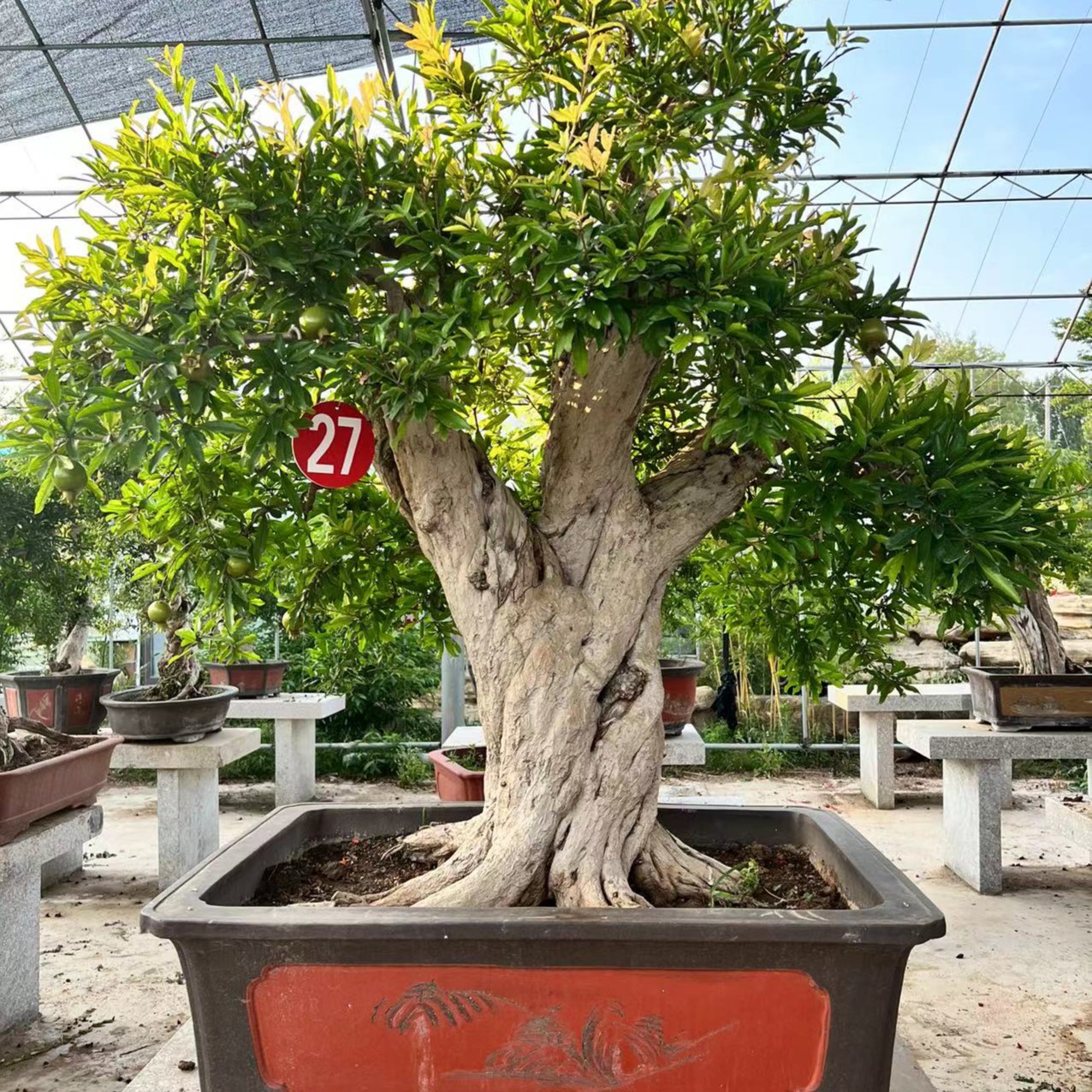 大红袍盆景地景南北方庭院别墅摆放种植直播间实物展示一物一拍