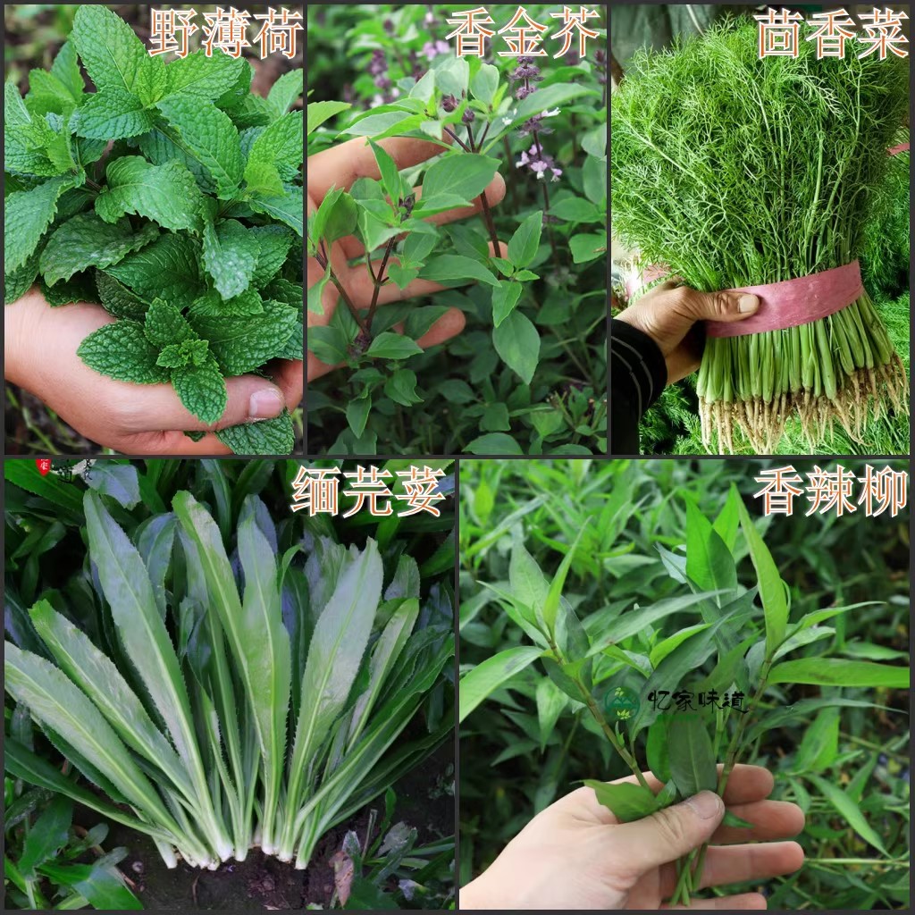 云南德宏新鲜蔬菜香料组合缅芫荽香柳小芫荽金芥红米辣总500克