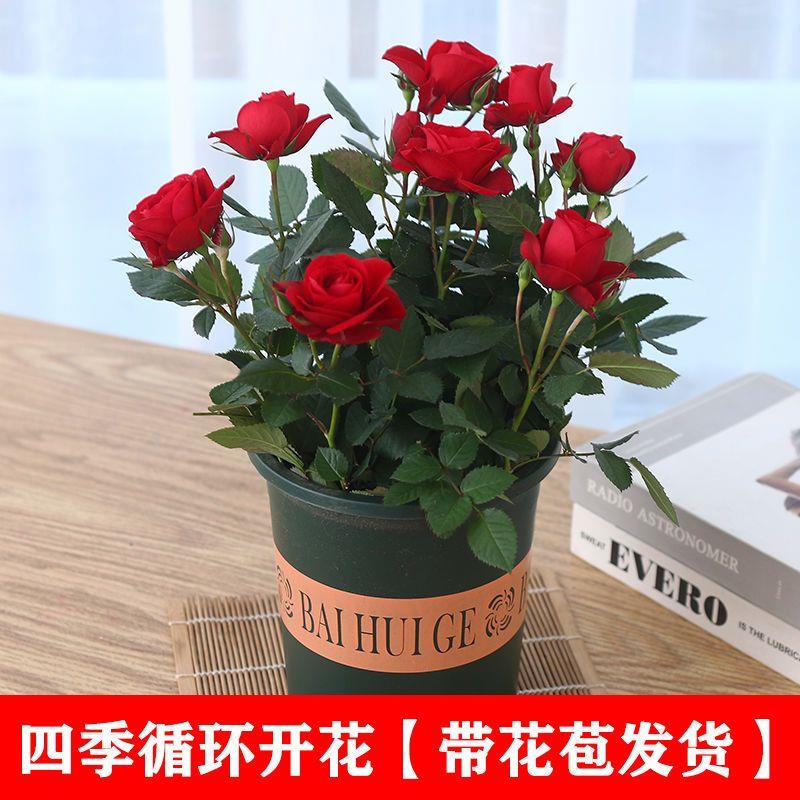 【四季循环开花】带花苞发多色玫瑰花苗盆栽室内阳台好养花卉大全