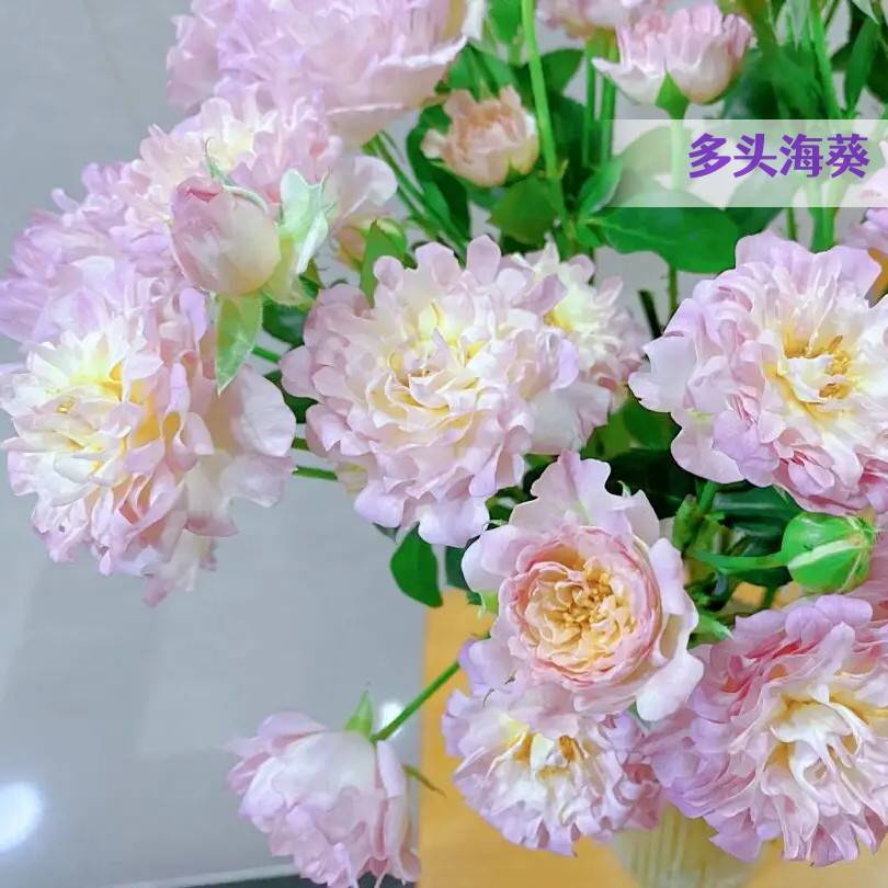 【洛神新品】玫瑰花苗库伊拉老桩四季开花月季绿植室内外蔷薇盆栽