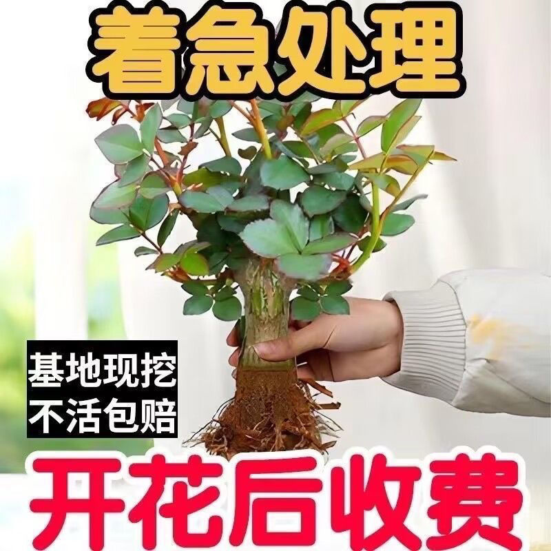 四季开花玫瑰老桩苗南北方盆栽地栽室内外庭院种植耐寒耐热精选