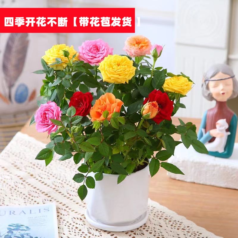 【带花苞发货】钻石玫瑰花苗盆栽室内外四季开花阳台混色多彩花卉