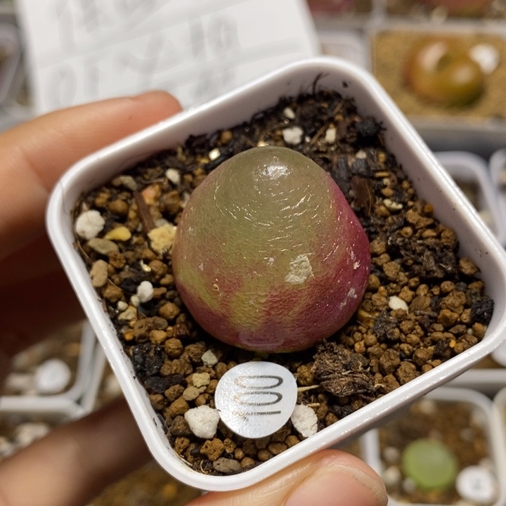 灯泡瑕疵2.6（多肉植物100