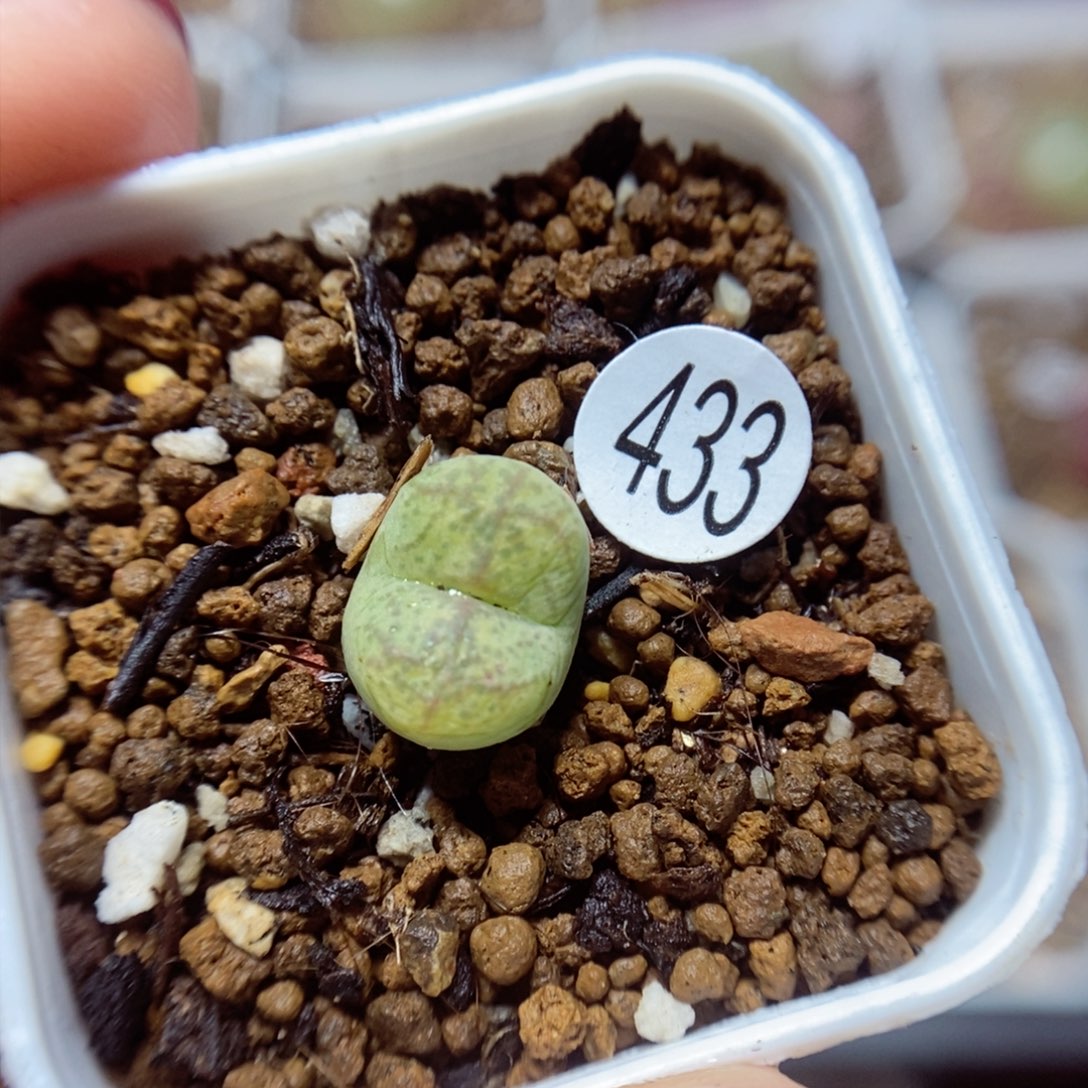 杂交1.1（多肉植物433
