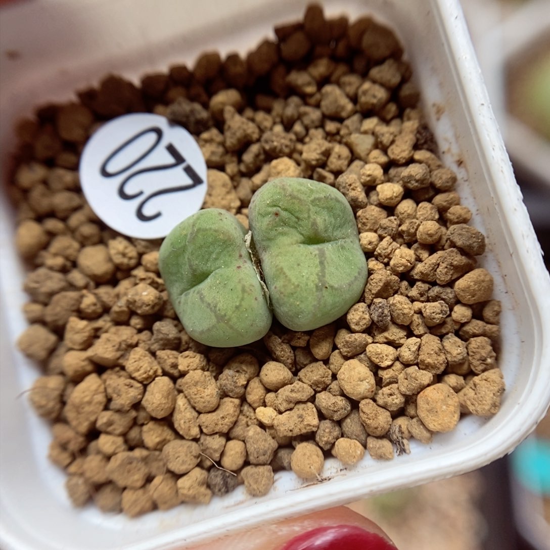 杂交1/1.2（多肉植物220