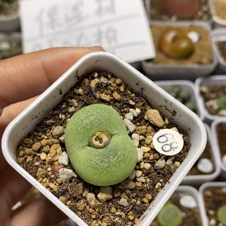 翠光玉2.6cm（多肉68