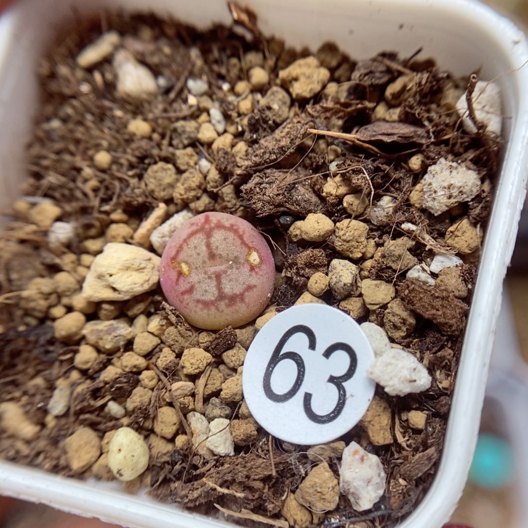 杂交0.9（多肉植物63