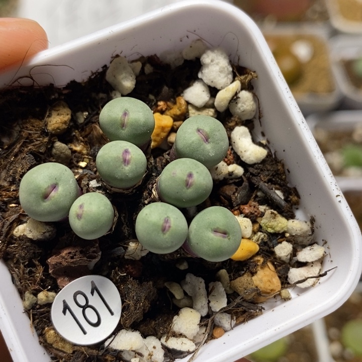 嘴8头（多肉植物181