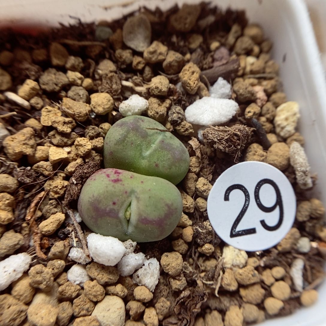 杂交0.9/1（多肉植物29