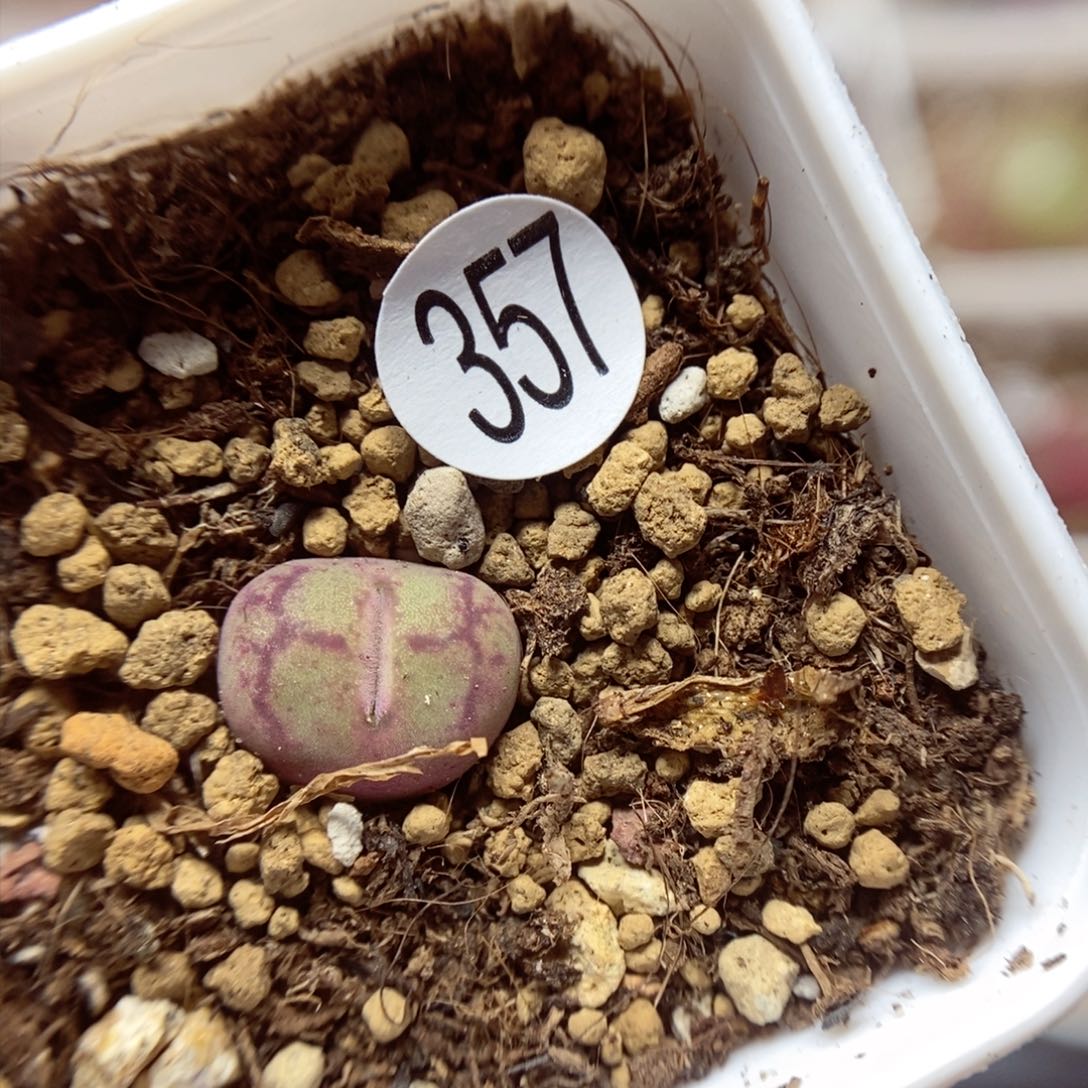 杂交1cm（多肉植物357
