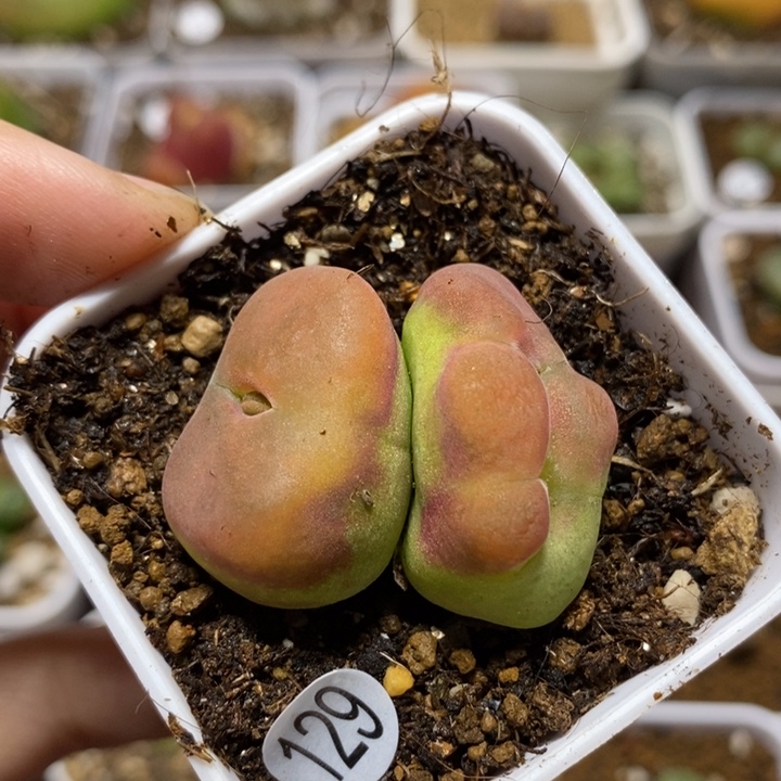 水蜜桃缀化2.5/2.8（多肉植物129