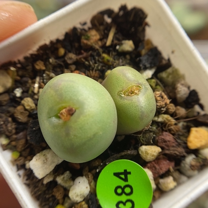 杂交1.3/1.5（多肉植物384