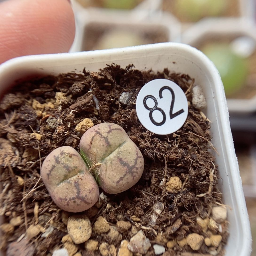 杂交1.1/1.2（多肉植物82