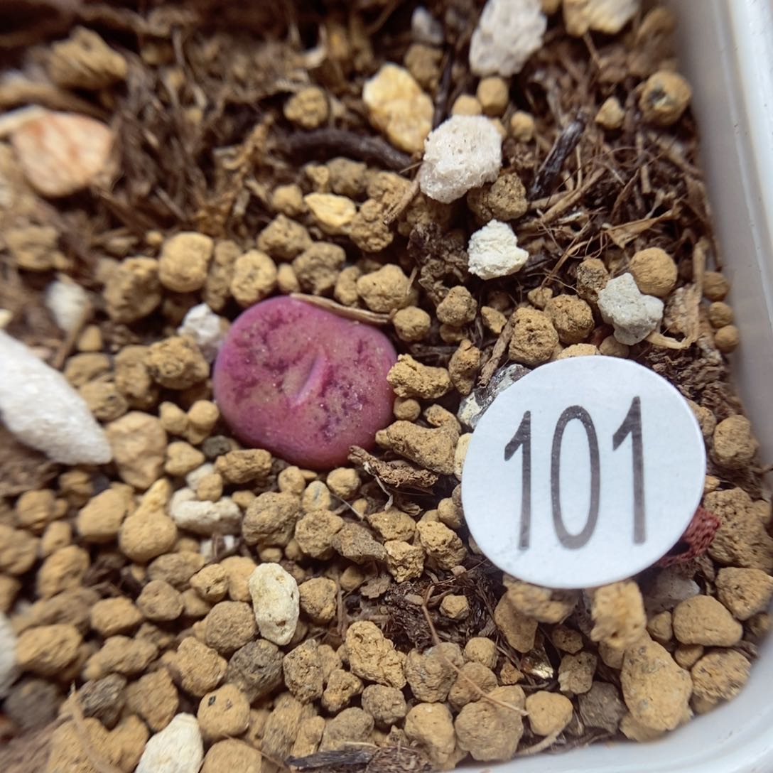 杂交0.8（多肉植物101