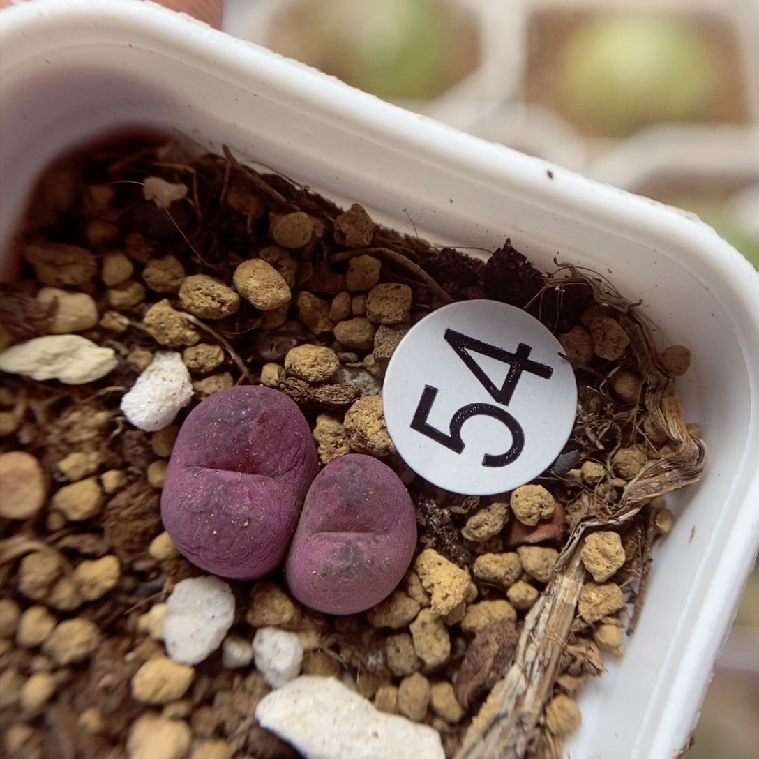杂交0.8/0.9（多肉植物54