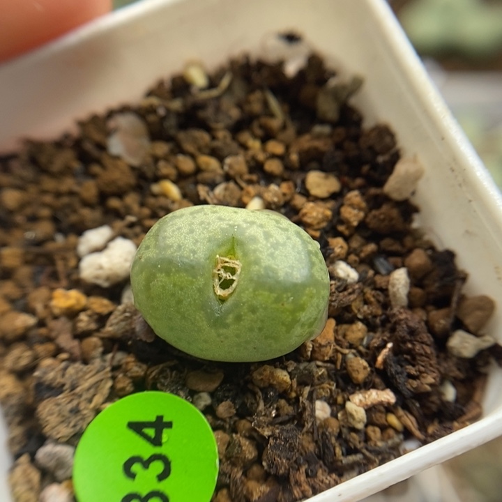 杂交1.5（多肉植物334