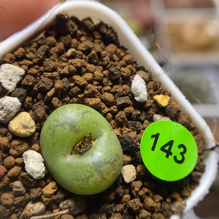 杂交1.5（多肉植物143