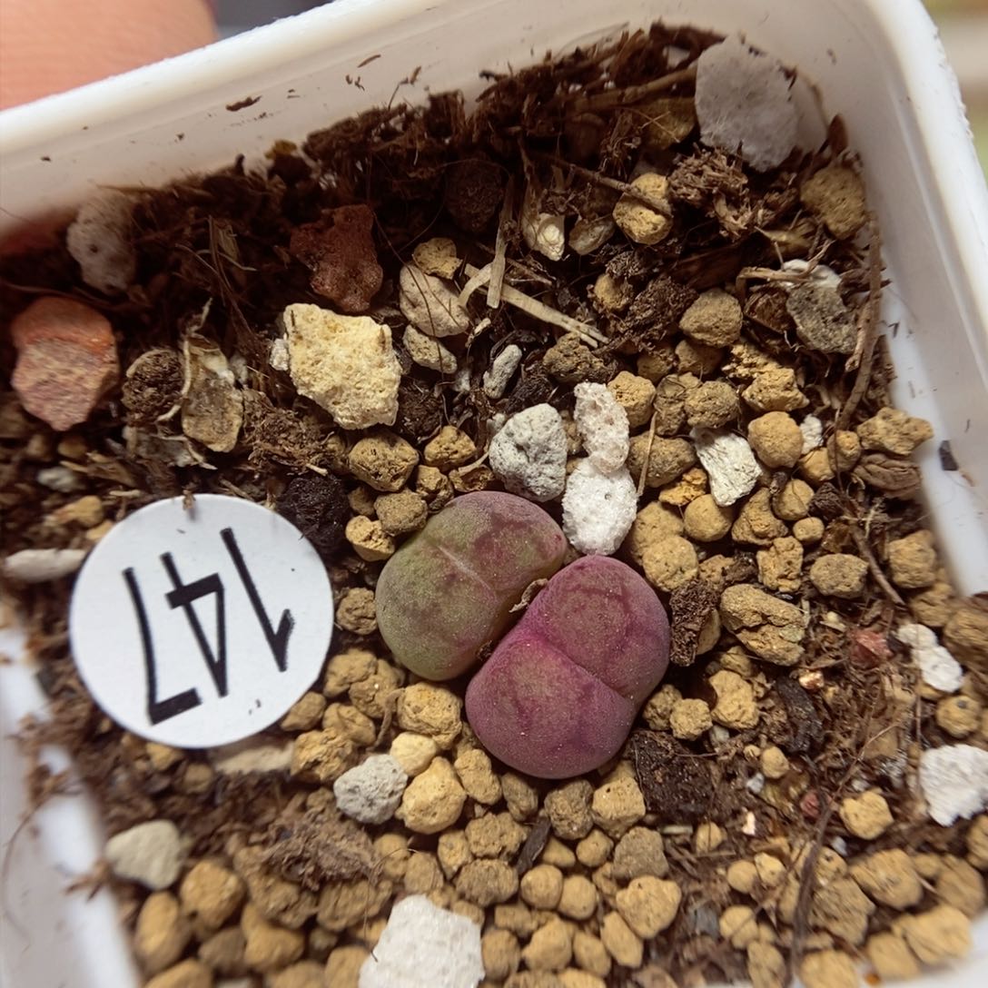 杂交0.8/0.9（多肉植物147