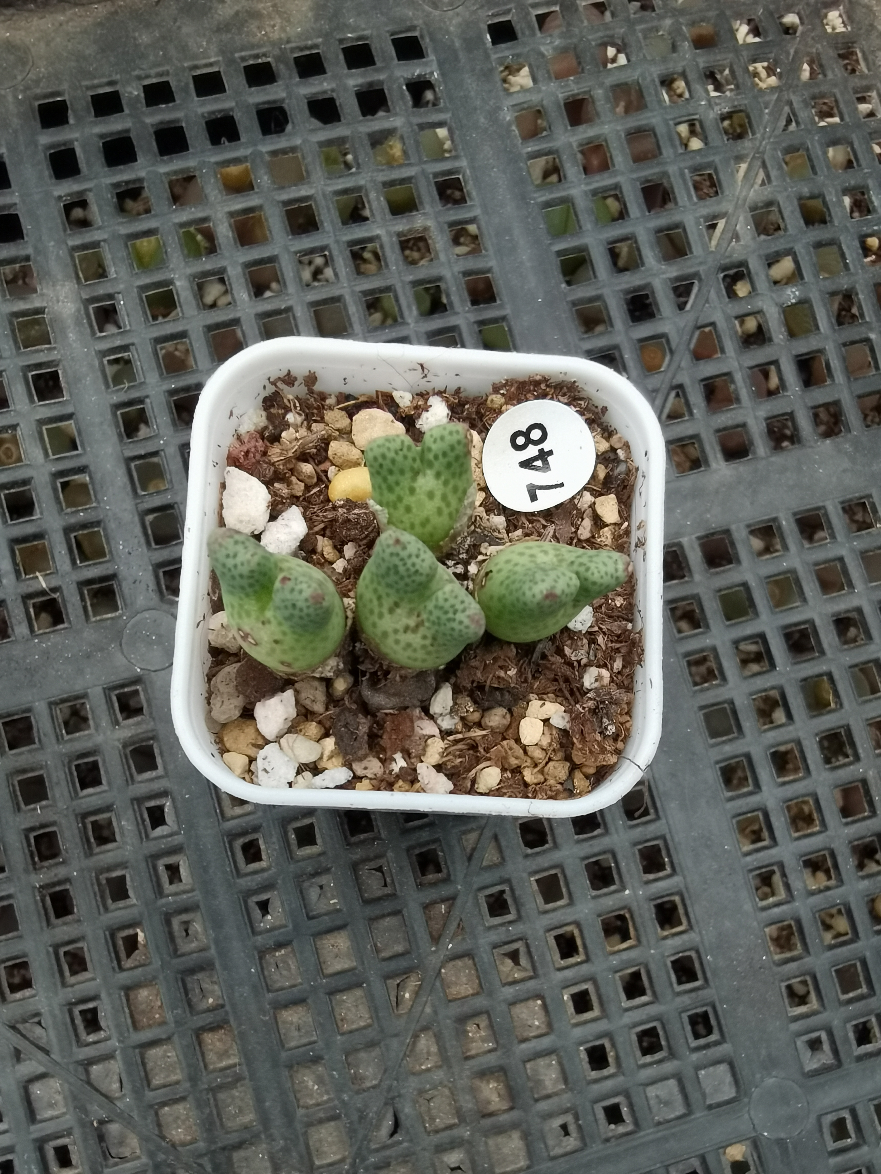 （零下勿拍）鹿角斑马4头