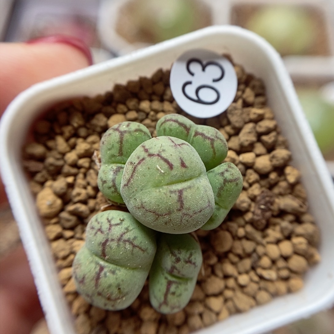 杂交6头整体2.6（多肉植物63
