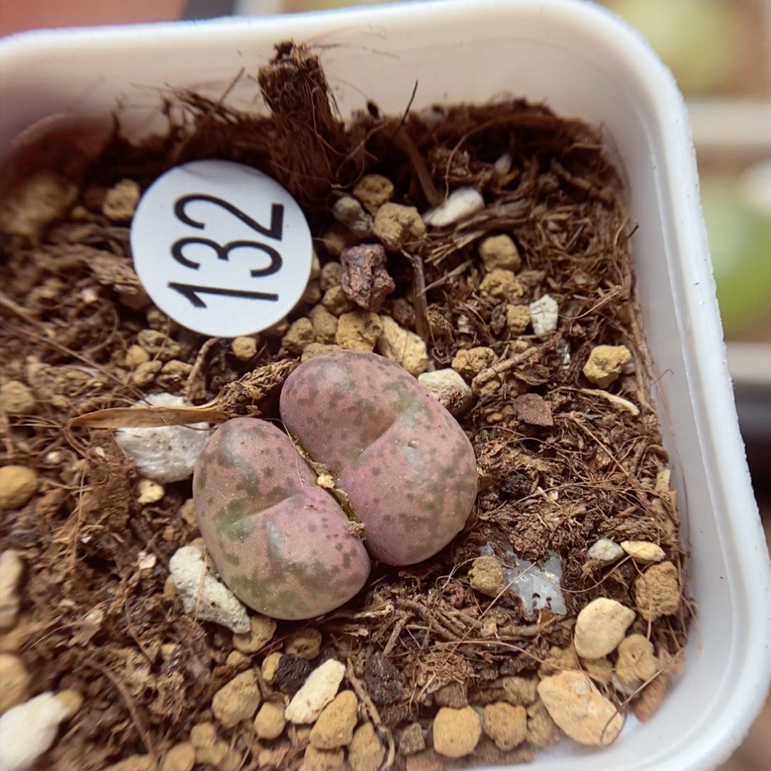 杂交1.1/1.2（多肉植物132