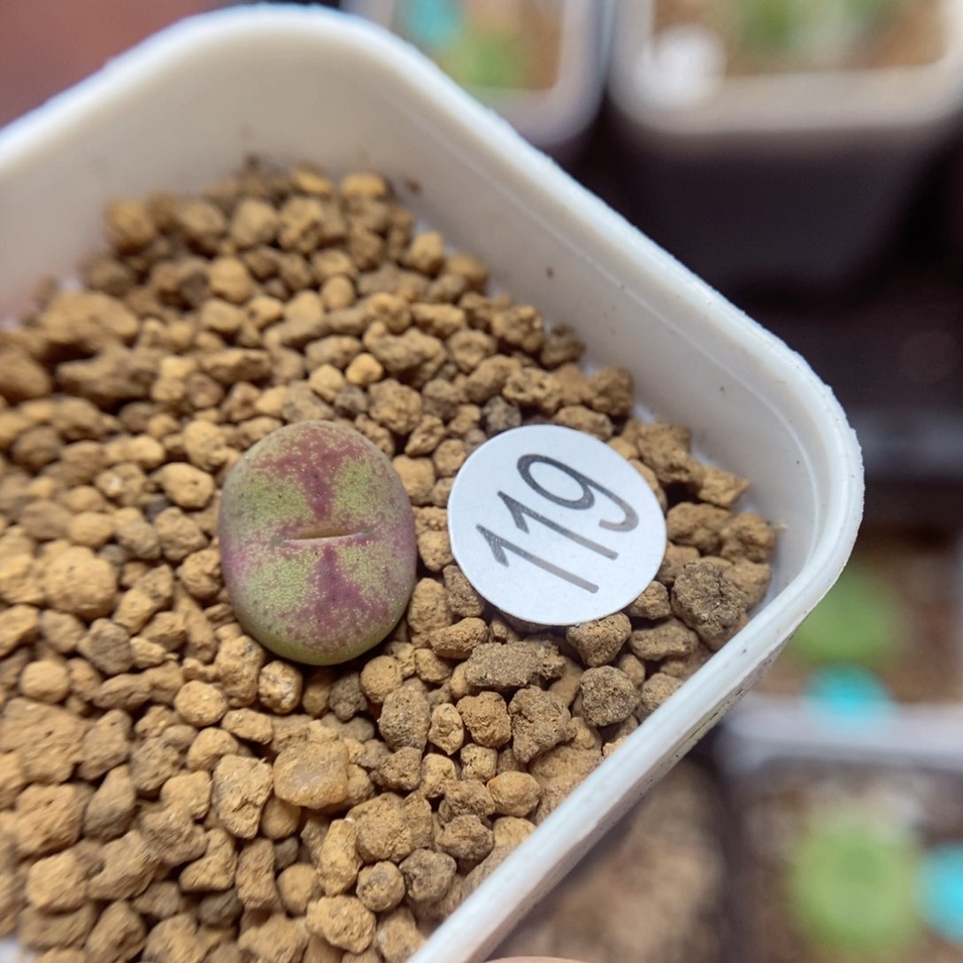杂交1+（多肉植物119