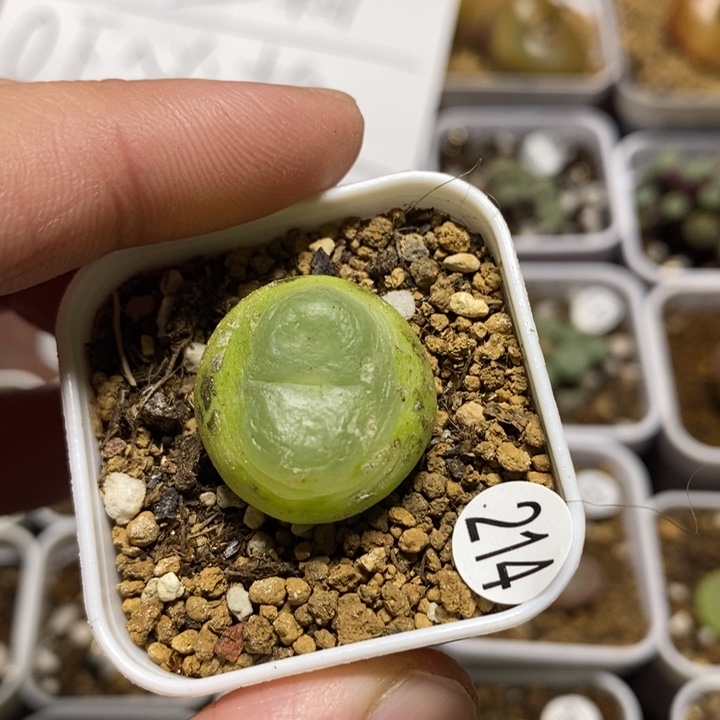 拉登2.1有疤多肉福利214