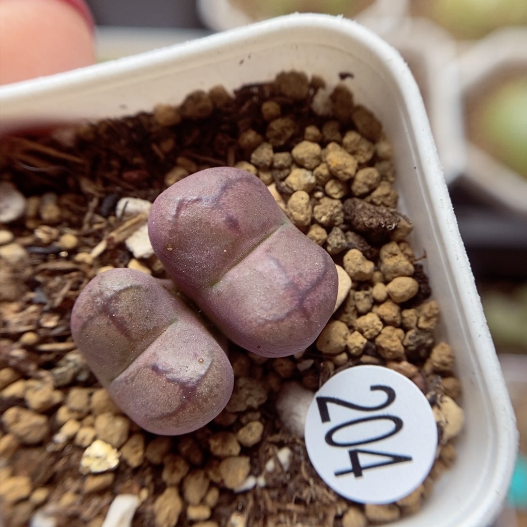 杂交1.3/1.6（多肉植物204