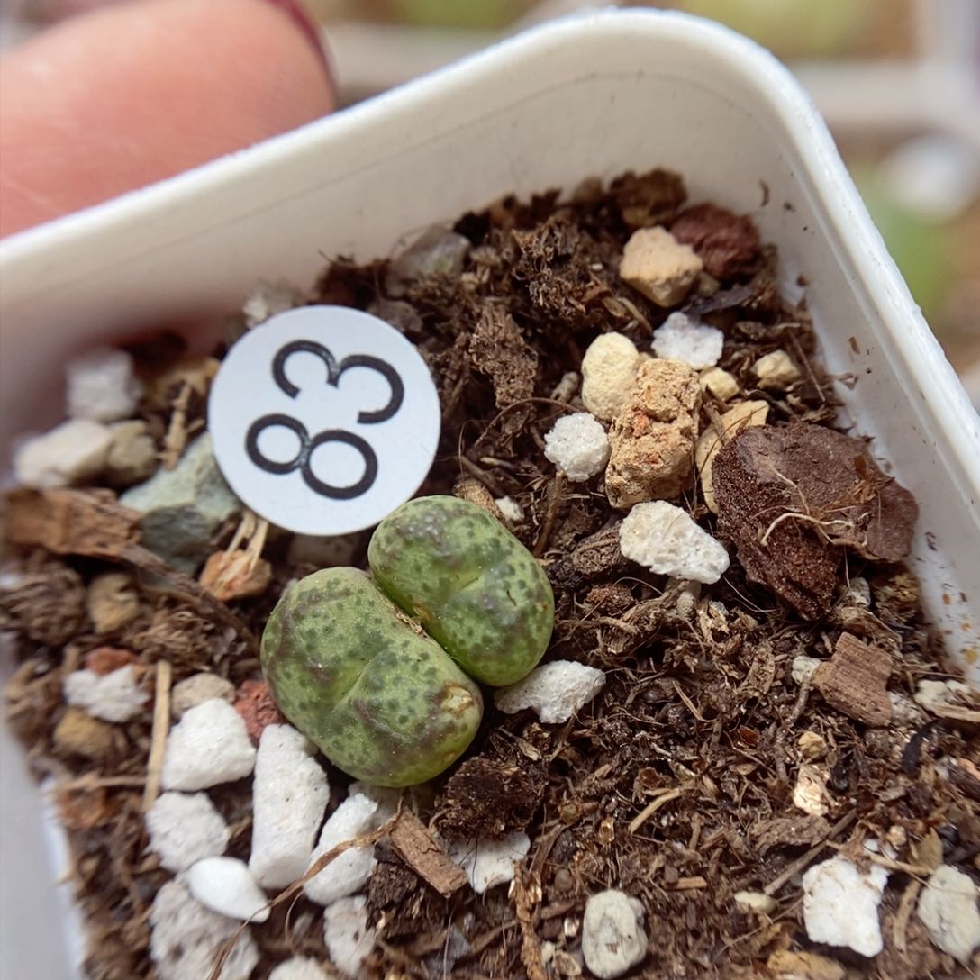 杂交0.8/0.9（多肉植物83