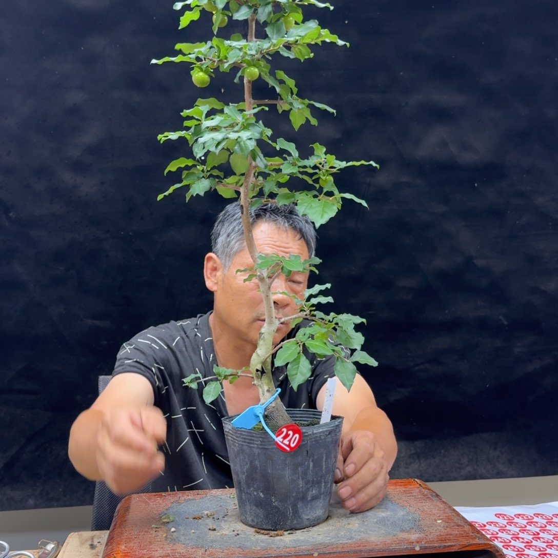 盆景不包邮怒*麟220