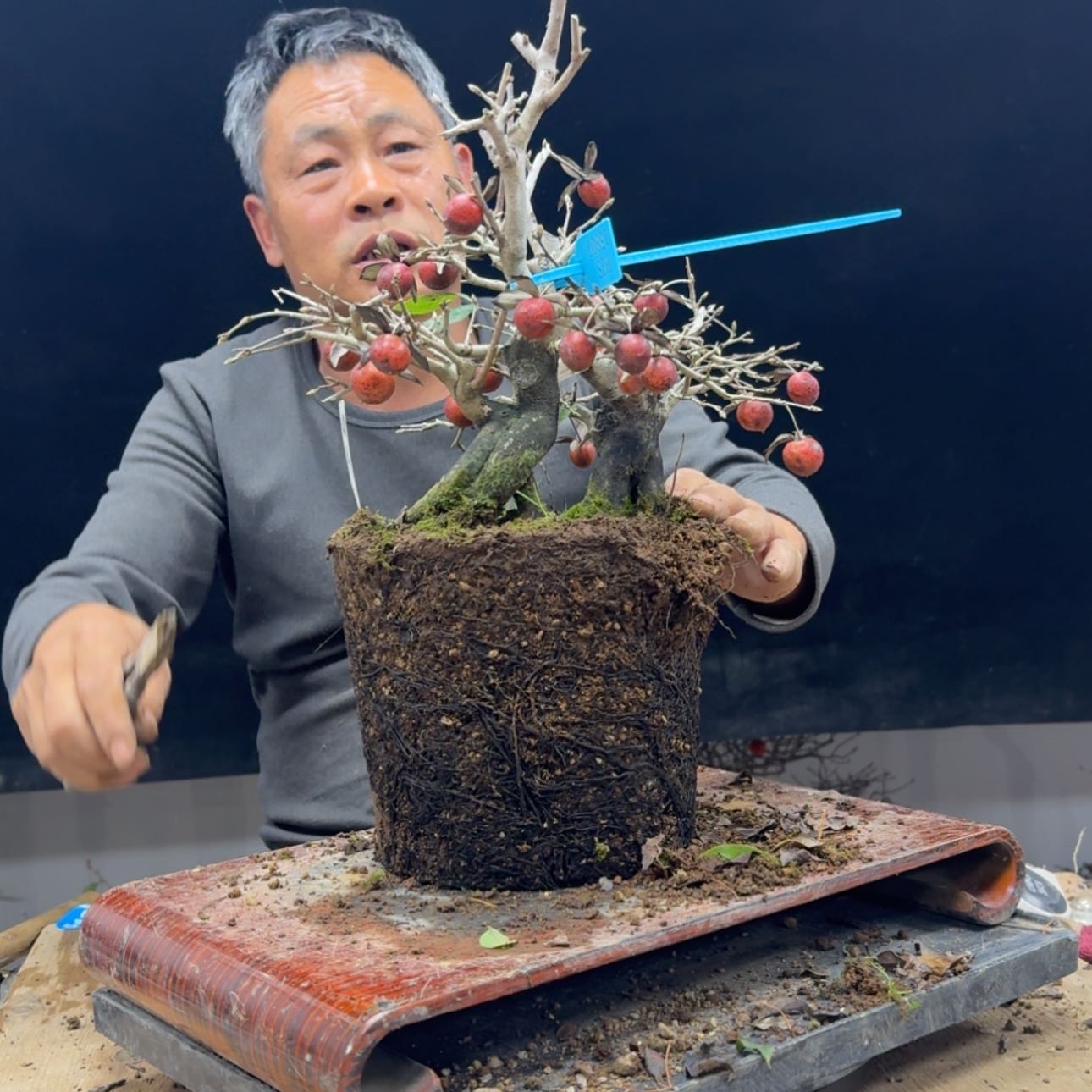 【闪购商品】盆景爱**天397