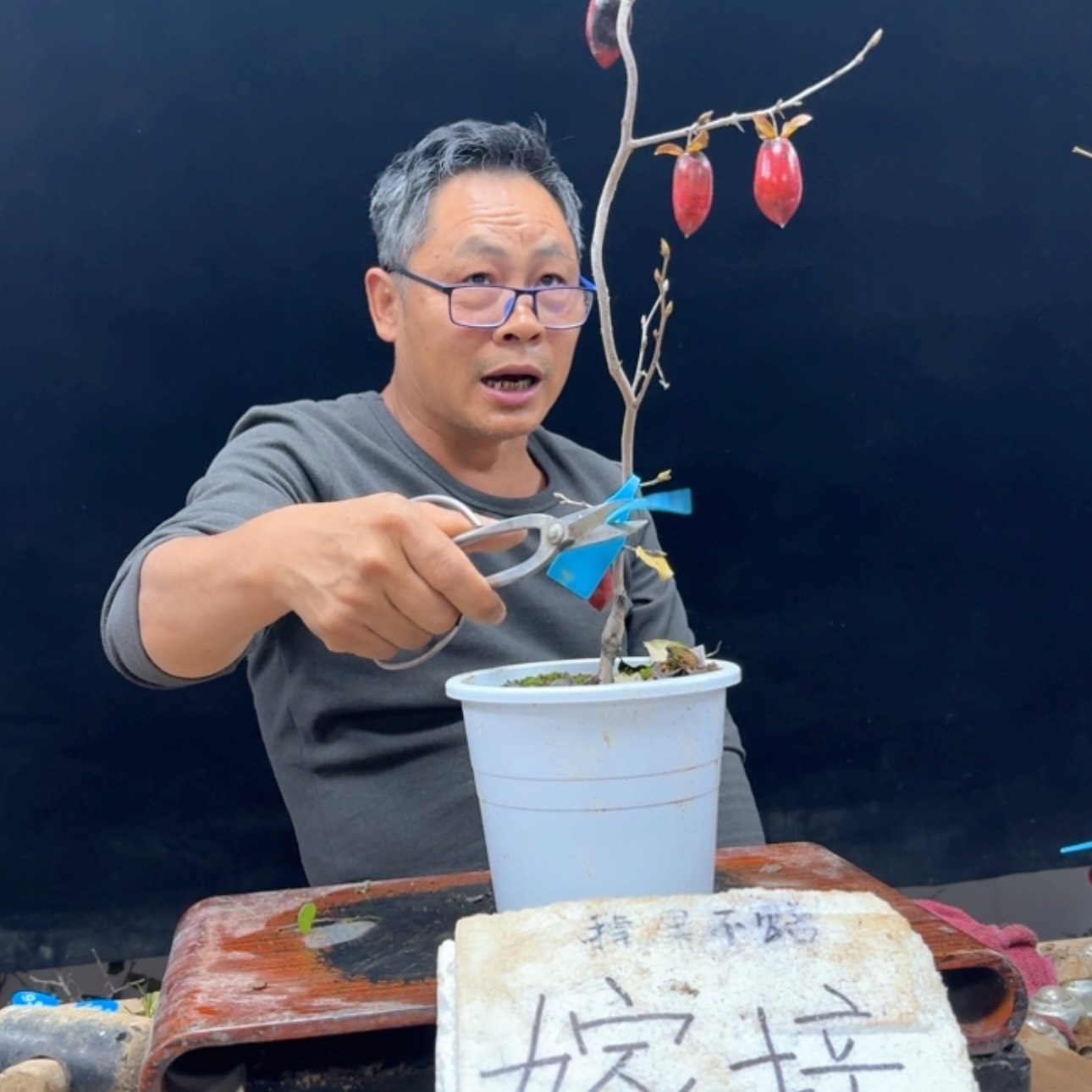【闪购商品】盆景狂*271