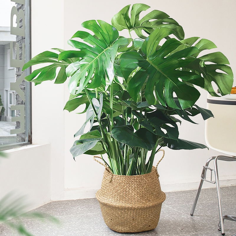 龟背竹植物盆栽客厅绿植大型室内北欧网红好养吸甲醛观叶植物