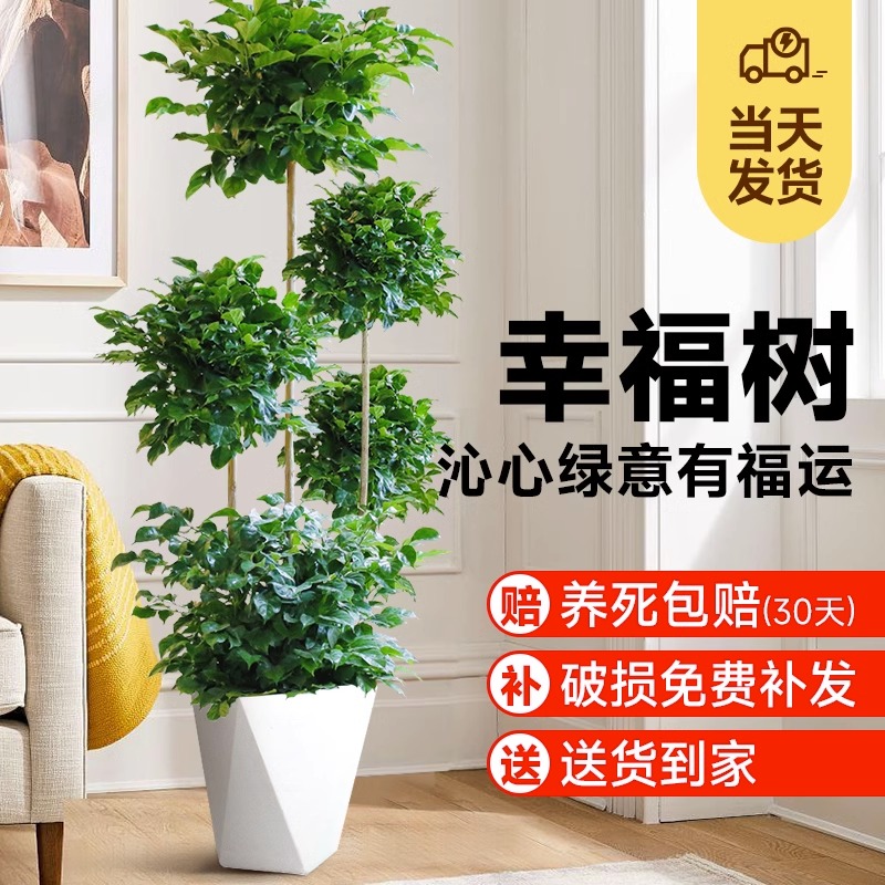 5层幸福树客厅大盆栽植物多层绿宝办公室书房四季简单精致绿植