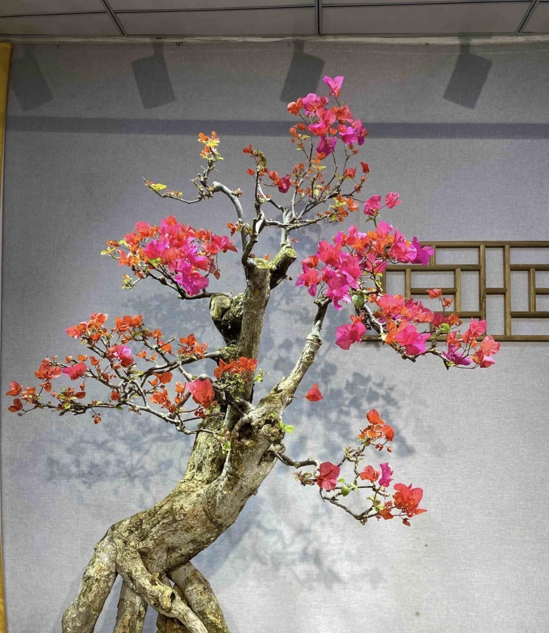三角梅原生老桩一物一拍链接苏瓦娜不甜西瓜同安红暗夕中国红画报