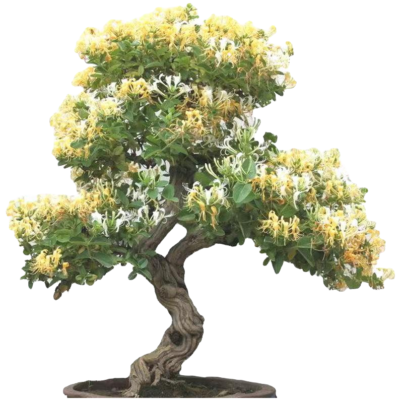 金银花老桩，，盆栽地载，一树开绿白黄三色，全国皆可种植，