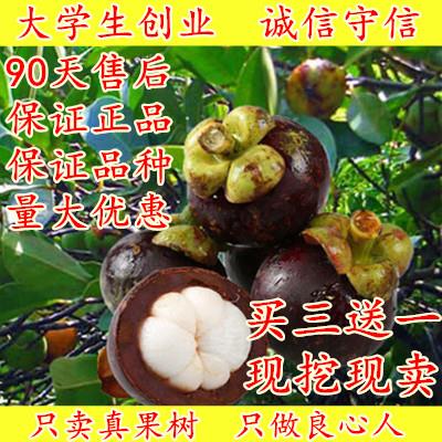 进口泰国无籽山竹苗山竹树苗果树苗盆栽地栽当年结果南北方种植