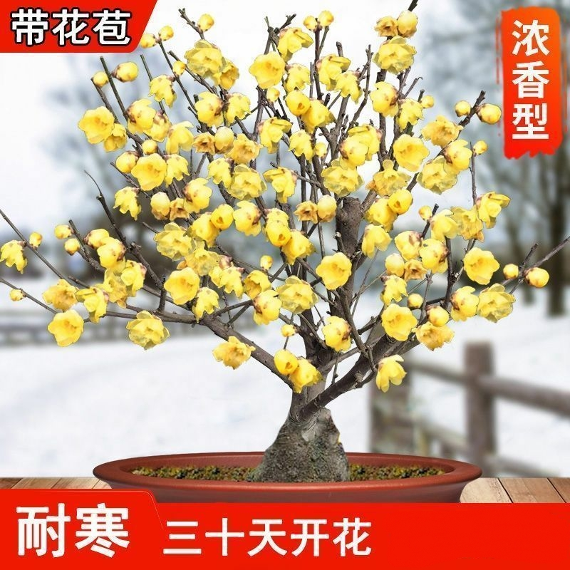 浓香型带花苞四季梅花耐寒耐旱盆栽绿植花卉腊梅绿梅红梅大花大苗