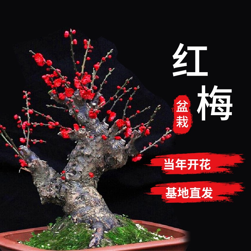 梅花盆栽老桩红梅腊梅盆景树苗花卉耐寒植物室内阳台庭院四季开花