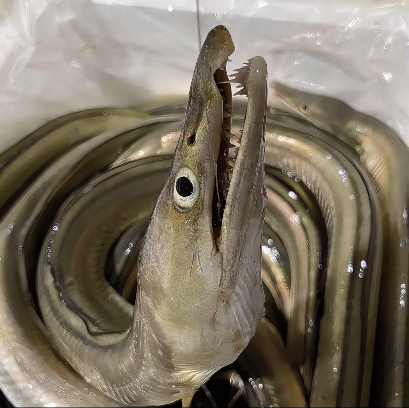 广东省汕尾本港内水海钓黄金鳗 白鳗 麻鱼（不带鱼泡鱼胶  有小刺）