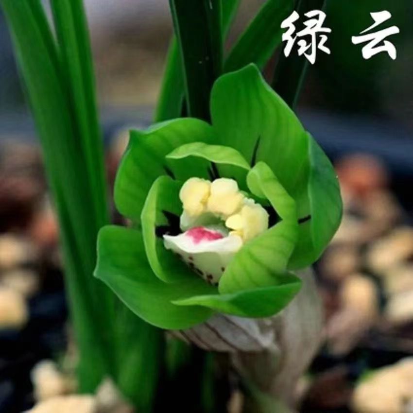 【植觉园艺】春兰绿云皇后花期11-4月份开花室内花卉盆栽好养易活