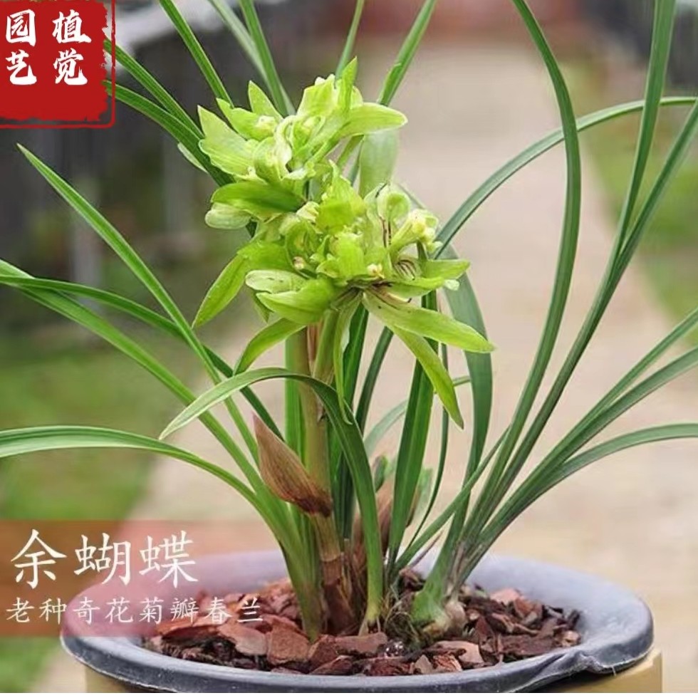 春兰余蝴蝶浓香型兰花苗室内花卉盆栽好养易活净化空气吸甲醛