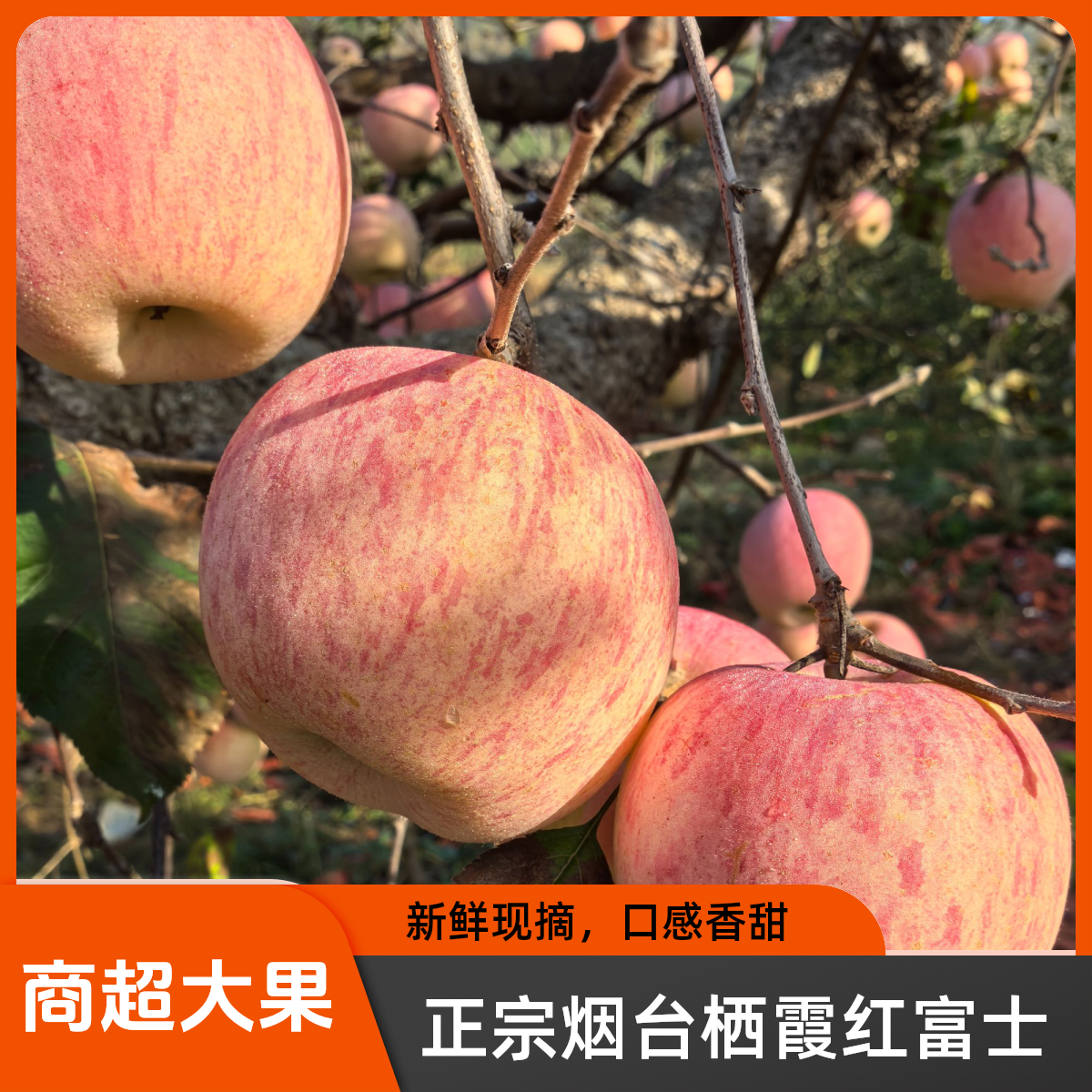 《条纹》正宗烟台栖霞红富士苹果新鲜水果脆甜现摘现发
