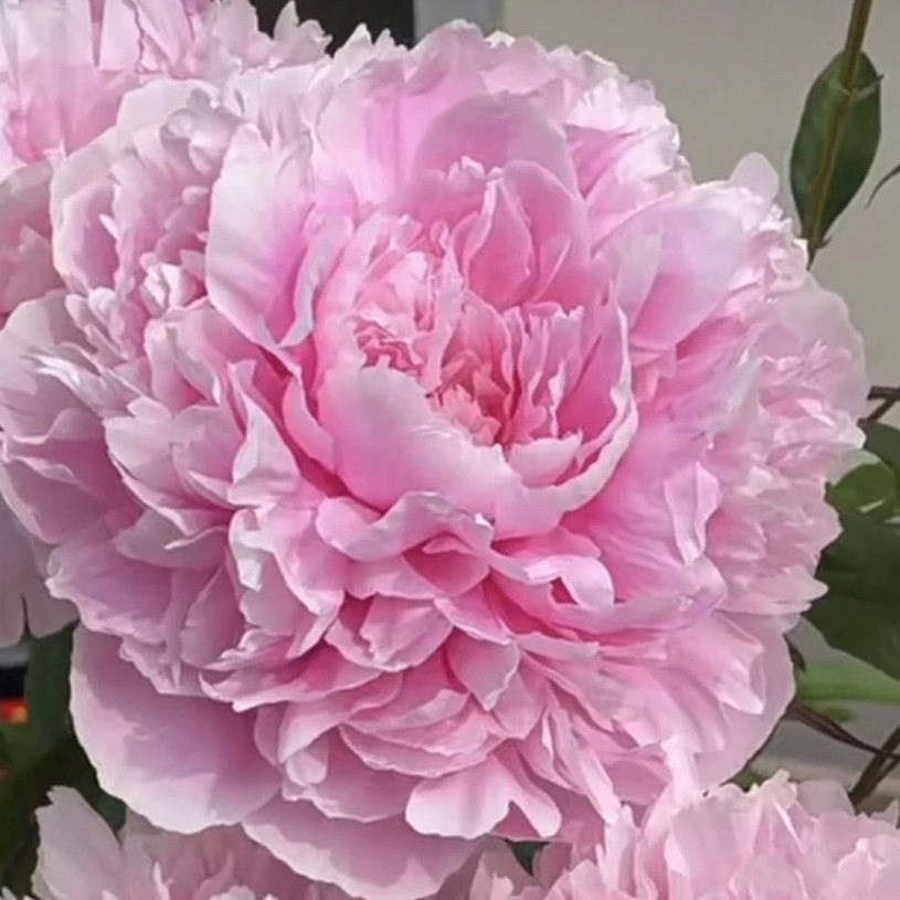 进口芍药（沙拉优选）