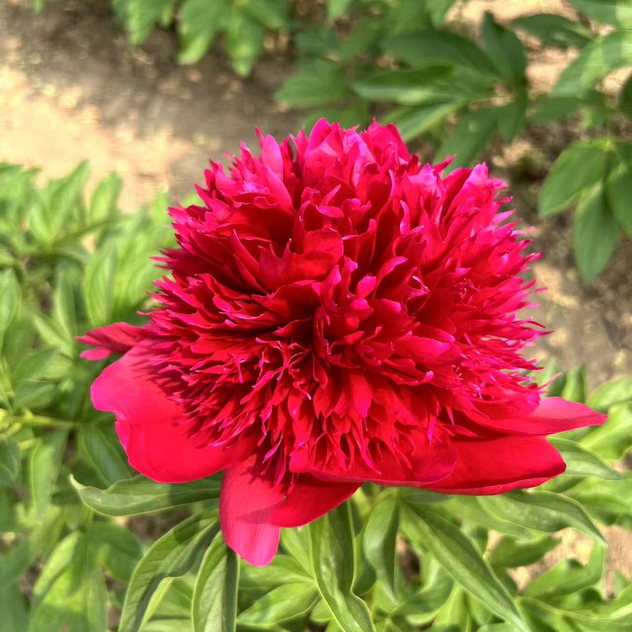 进口芍药红色魅力2年苗