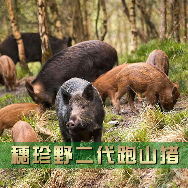 【猪心】二代跑山猪原生态生鲜现宰精品装冷链真空包装